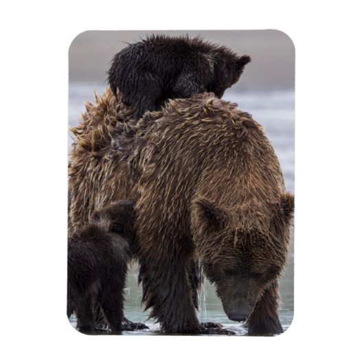 Brown Bear | Lake Clark National Park Magnet (Vertikal)