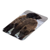 Brown Bear | Lake Clark National Park Magnet (Linke Seite)