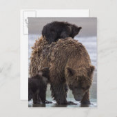 Brown Bear | Lake Clark National Park Postkarte (Vorne/Hinten)