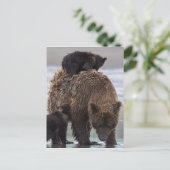 Brown Bear | Lake Clark National Park Postkarte (Stehend Vorderseite)