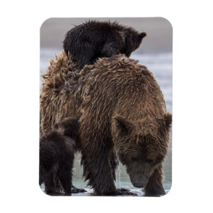 Brown Bear   Nationalpark See-Clarks Magnet