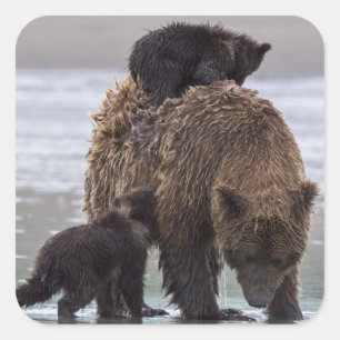 Brown Bear Nationalpark See-Clarks Quadratischer Aufkleber