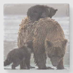 Brown Bear   Nationalpark See-Clarks Steinuntersetzer