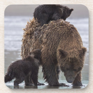 Brown Bear Nationalpark See-Clarks Untersetzer