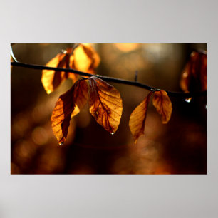 Brown-Blätter beleuchtet durch die Morgensonne Poster