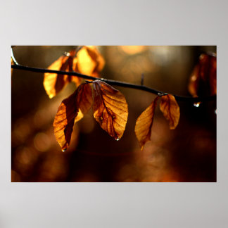 Brown-Blätter beleuchtet durch die Morgensonne Poster