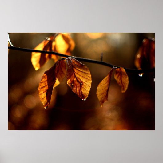 Brown-Blätter beleuchtet durch die Morgensonne Poster (Vorne)