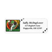 Brown Border Collie Agility (Vorne)