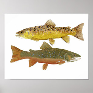 Brown & Brook Trout Study Poster