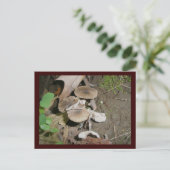 Brown Bunch Mushrooms Postkarte (Stehend Vorderseite)