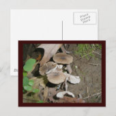 Brown Bunch Mushrooms Postkarte (Vorne/Hinten)