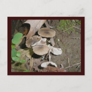 Brown Bunch Mushrooms Postkarte