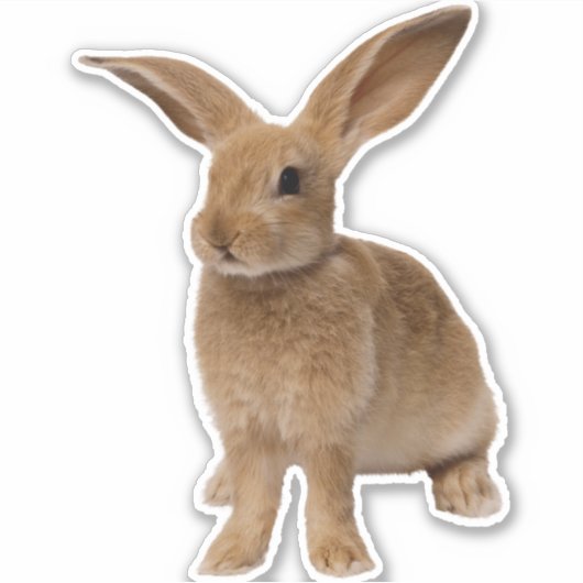 Brown Bunny Sticker (Vorderseite)