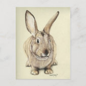 "Brown Bunny" Tierart Postkarte (Vorderseite)