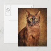 Brown Burmese Cat Feiertagspostkarte (Vorne/Hinten)