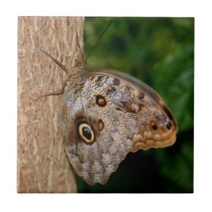 Brown Butterfly Animal Fliese