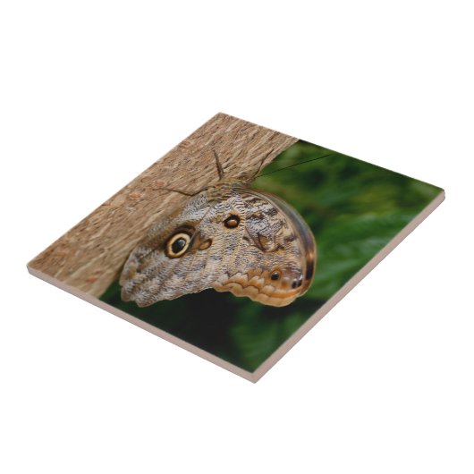 Brown Butterfly Animal Fliese (Seite)