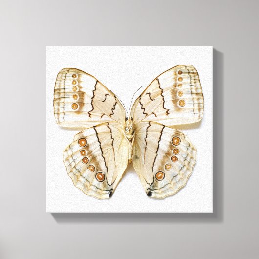 Brown Butterfly, Blick über die Decke Leinwanddruck (Vorderseite)