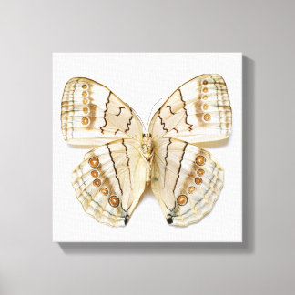Brown Butterfly, Blick über die Decke Leinwanddruck