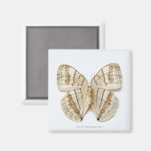 Brown Butterfly, Blick über die Decke Magnet (Vorderseite/Rückseite)