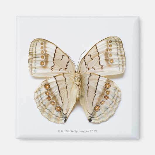 Brown Butterfly, Blick über die Decke Magnet (Vorne)
