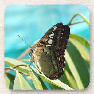 Brown Butterfly Closed Wings Getränkeuntersetzer