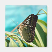 Brown Butterfly Closed Wings Magnet (Vorne)