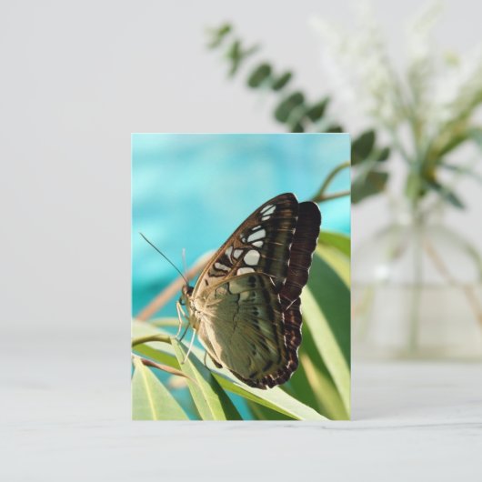 Brown Butterfly Closed Wings Postkarte (Stehend Vorderseite)