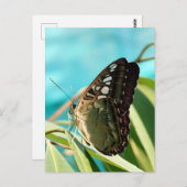 Brown Butterfly Closed Wings Postkarte (Vorne/Hinten)