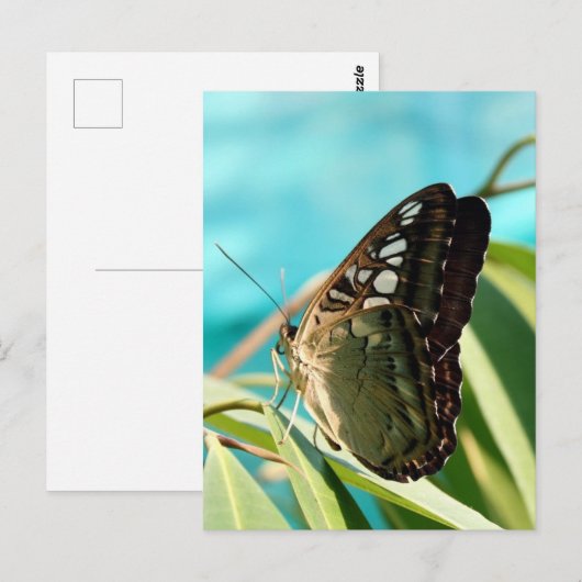 Brown Butterfly Closed Wings Postkarte (Vorne/Hinten)