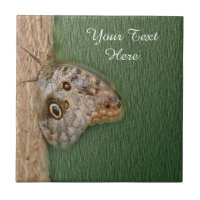 Brown Butterfly Nature