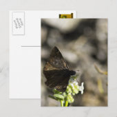 Brown Butterfly Postkarte (Vorne/Hinten)