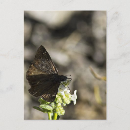Brown Butterfly Postkarte (Vorderseite)