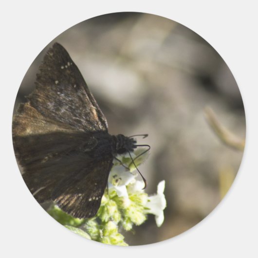 Brown Butterfly Runder Aufkleber (Vorderseite)