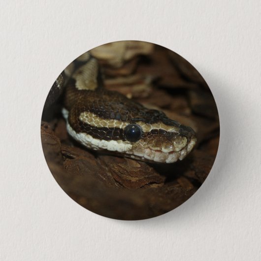 Brown Carpet Python Button (Vorderseite)