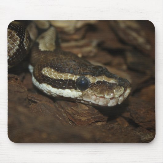 Brown Carpet Python Mousepad (Vorne)