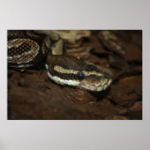 Brown Carpet Python Poster (Vorne)