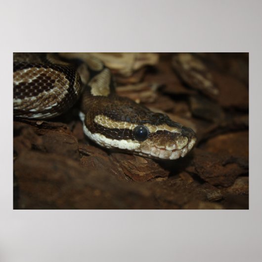 Brown Carpet Python Poster (Vorne)