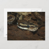 Brown Carpet Python Postkarte (Vorne/Hinten)