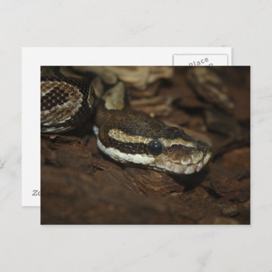 Brown Carpet Python Postkarte (Vorne/Hinten)