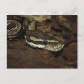 Brown Carpet Python Postkarte (Vorderseite)