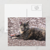 Brown Cat Foto Postkarte (Vorne/Hinten)