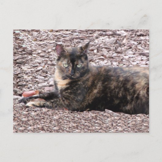 Brown Cat Foto Postkarte (Vorderseite)