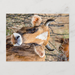 Brown Caucasian cow Postkarte