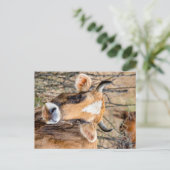 Brown Caucasian cow Postkarte (Stehend Vorderseite)