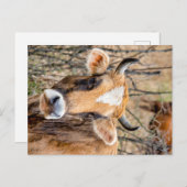 Brown Caucasian cow Postkarte (Vorne/Hinten)