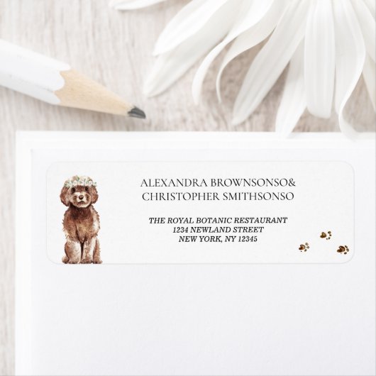 Brown Cavapoo Dog Zuhause Newly Weds Wedding (Insitu)