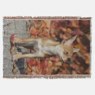 Brown Chihuahua Puppy Decke