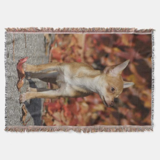 Brown Chihuahua Puppy Decke (Vorderseite)