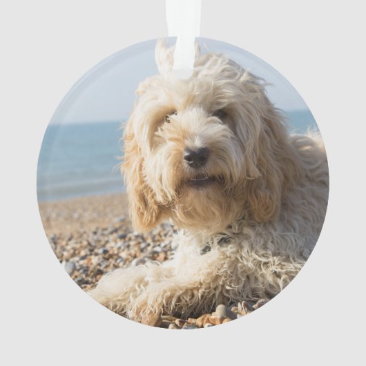 Brown Cockapoo Hund mit Foto Ornament (Rückseite)